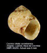 Cochlis vittata corimbensis